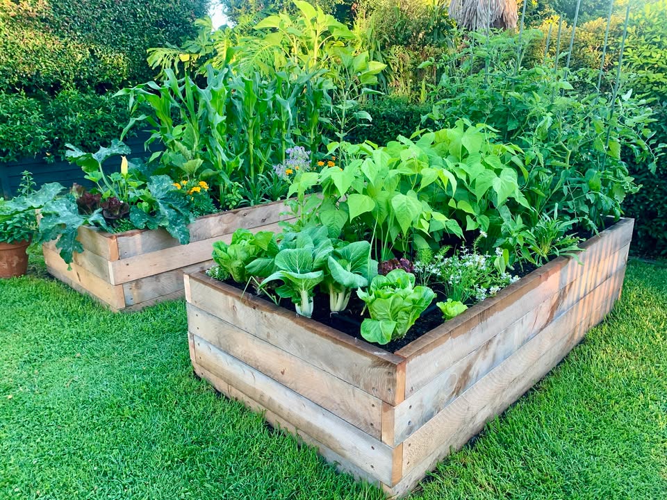 Raised garden beds overflowing with fresh greens