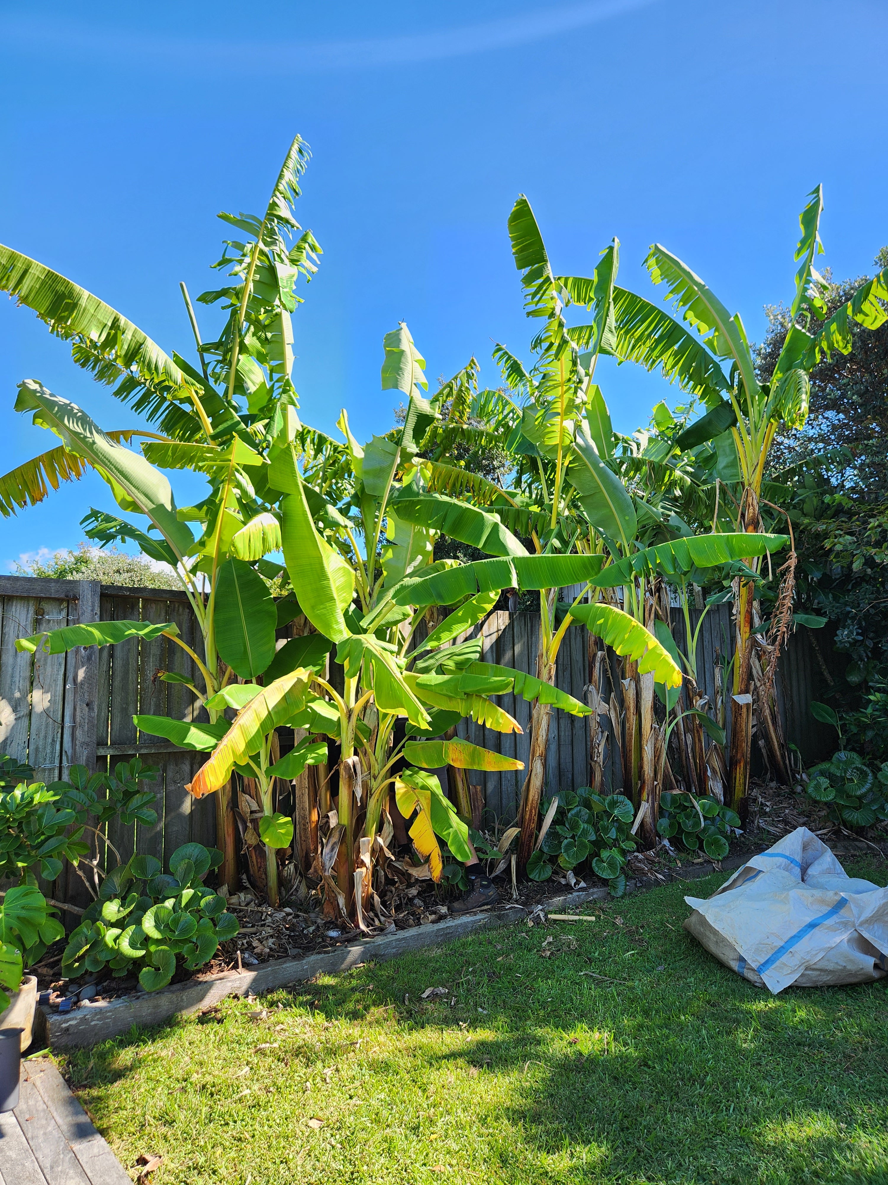 Garden care specialist tending espalier fruit and herb borders thumbnail