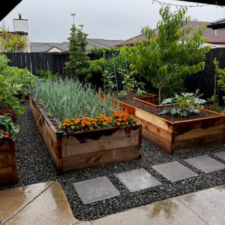 Raised garden beds set up in a sunny backyard thumbnail